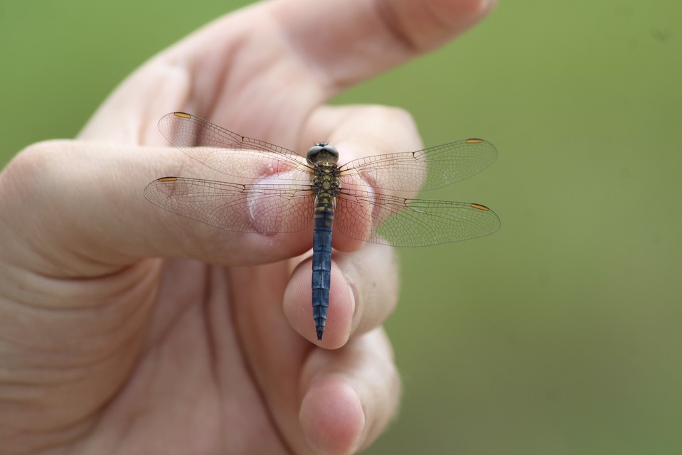 Orthetrum coerulescens - karcsú pásztorszitakötő