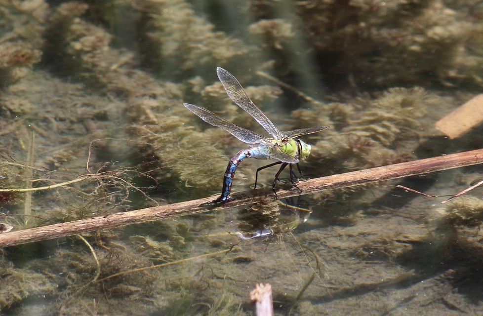 Anax imperator - zöld óriásacsa