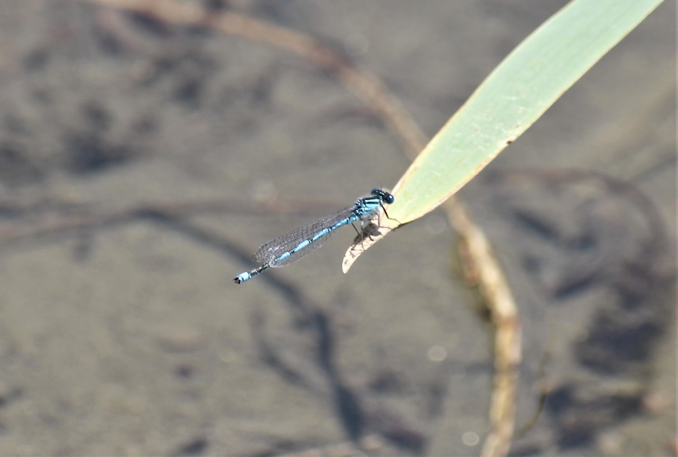 Erythromma lindenii - kékszemű légivadász