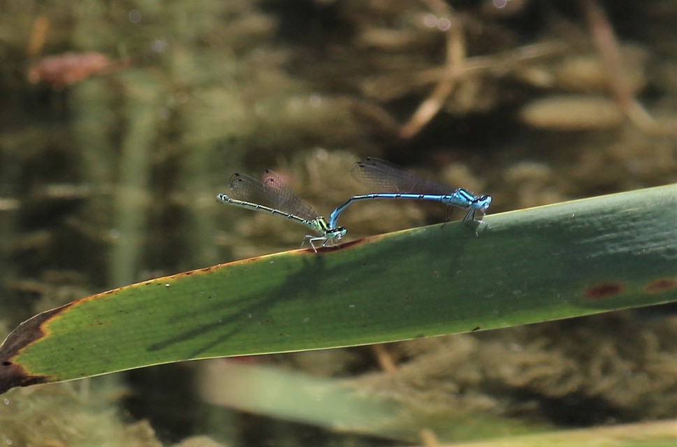 Coenagrion puella - azúrkék légivadász