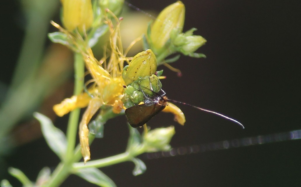 Adelidae - hosszúcsápú-tőrösmolyfélék