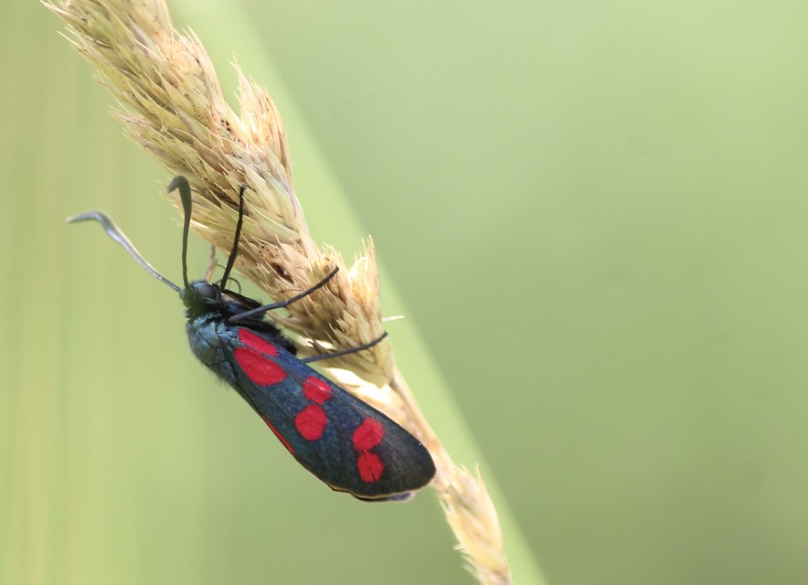 Zygaena filipendulae - acélszínű csüngőlepke