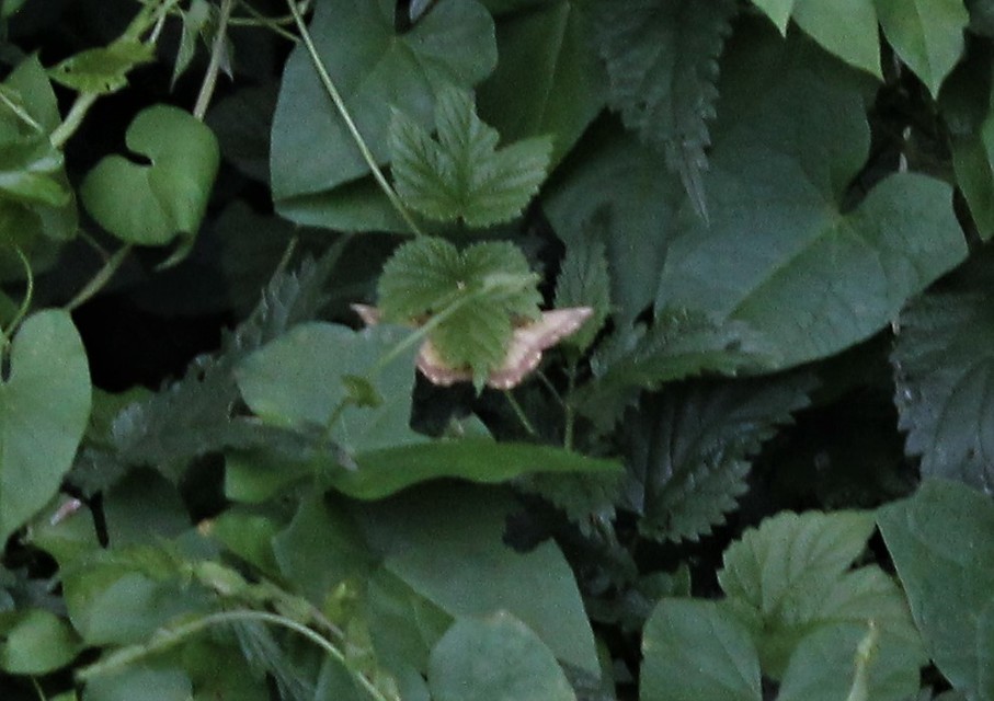 Angerona prunaria - sárga kökényaraszoló