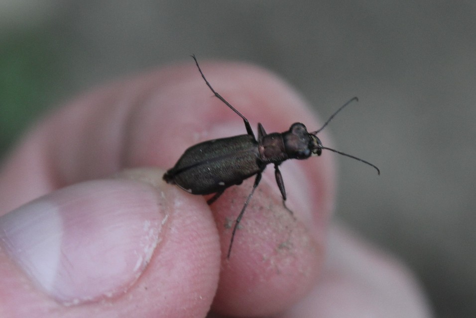 Cylindera germanica - parlagi homokfutrinka