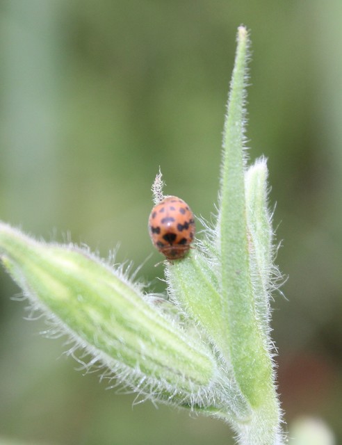 Subcoccinella vigintiquatuorpunctata - lucernaböde
