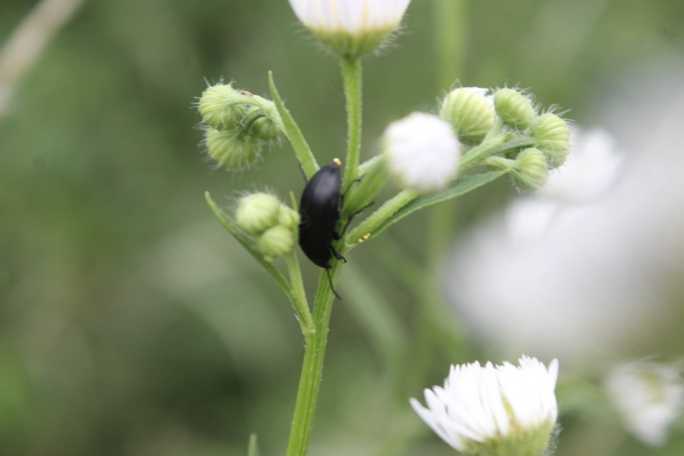 Podonta nigrita - szerecsenbogár