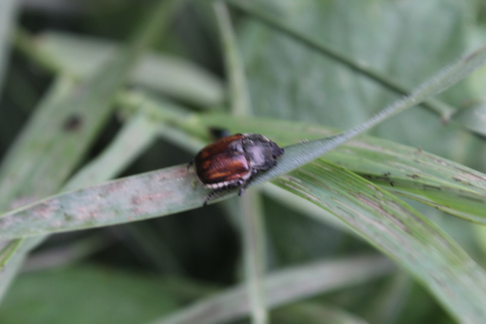 Anisoplia tempestiva - gabonaszipoly