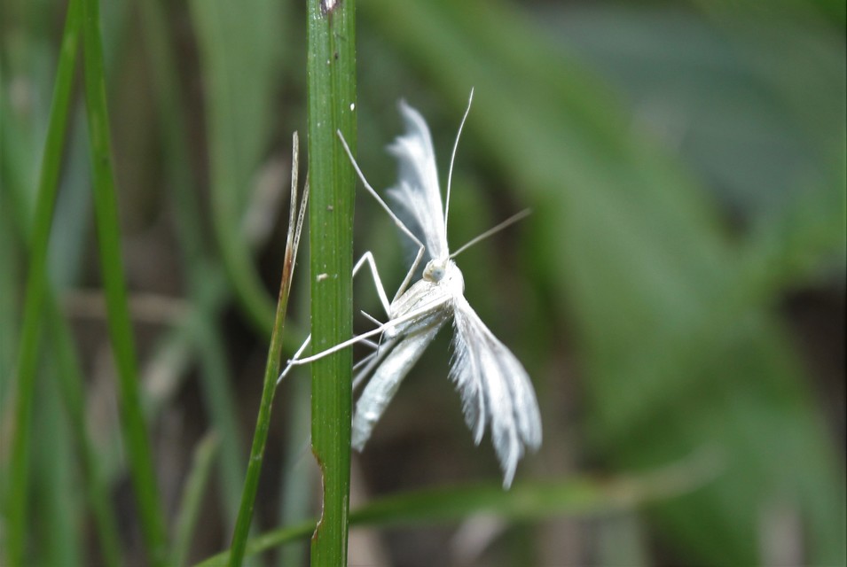 Pterophorus pentadactyla - fehér tollasmoly