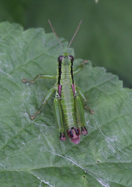 Odontopodisma decipiens - déli hegyisáska
