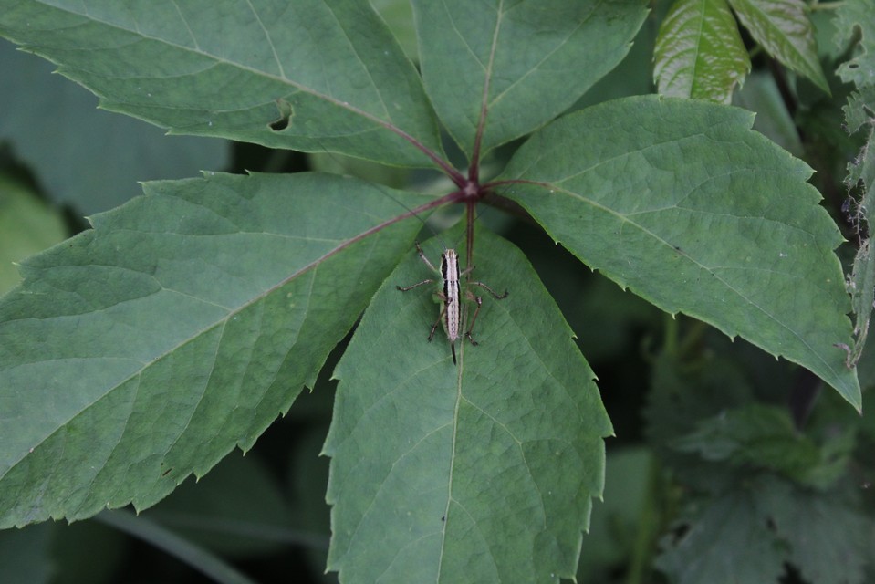 Pachytrachis gracilis - karcsú szöcske
