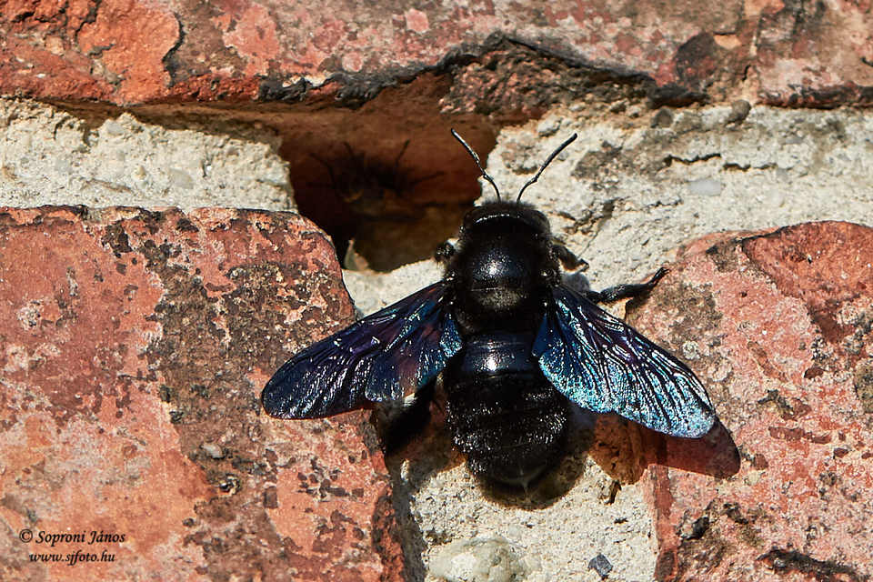 Xylocopa valga - gyakori fadongó