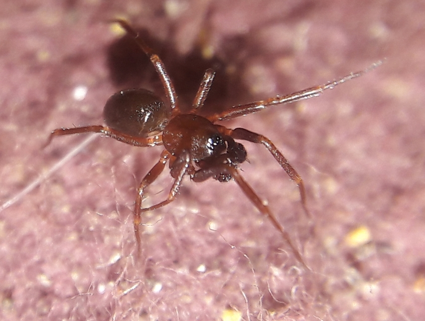 Macrargus rufus