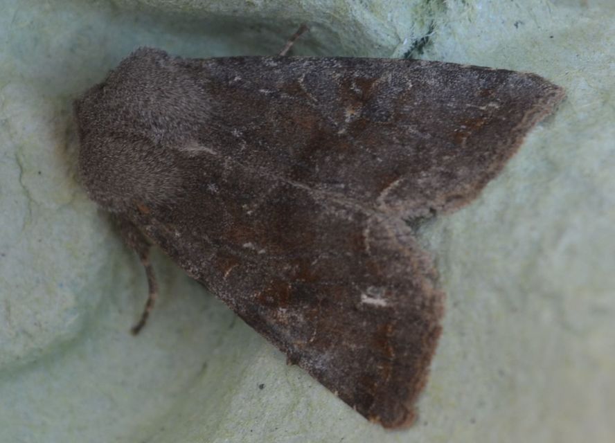 Orthosia incerta - változékony barkabagoly