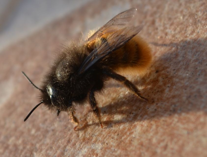 Osmia cornuta - szarvas faliméh