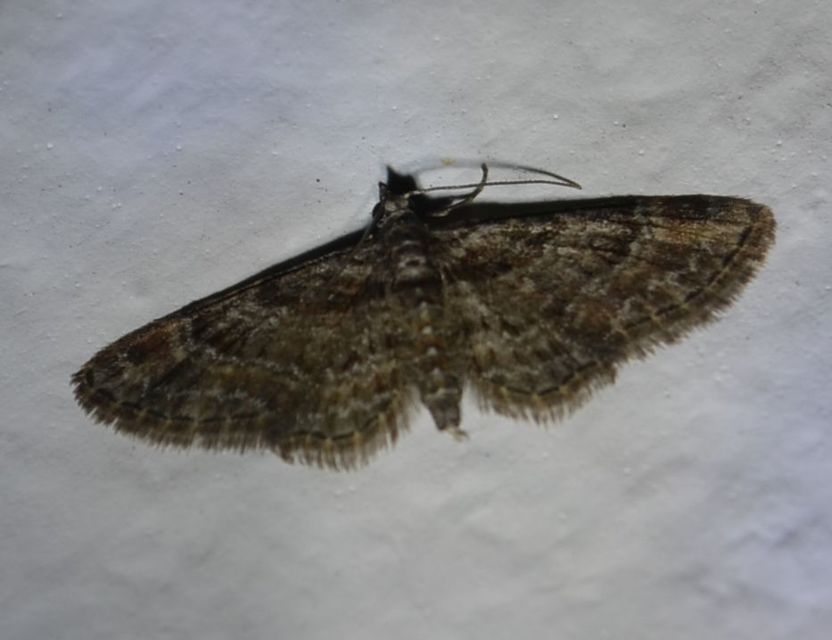 Gymnoscelis rufifasciata - vöröscsíkos törpearaszoló