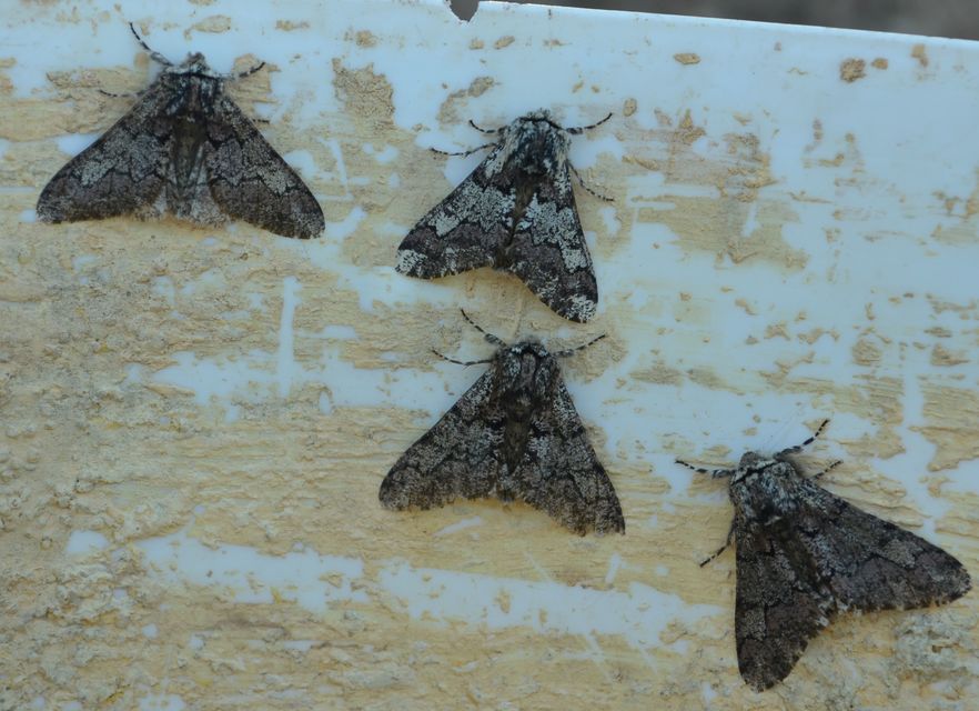Biston strataria - barnapettyes araszoló