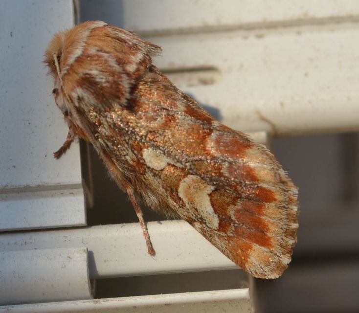 Panolis flammea - fenyőbagoly