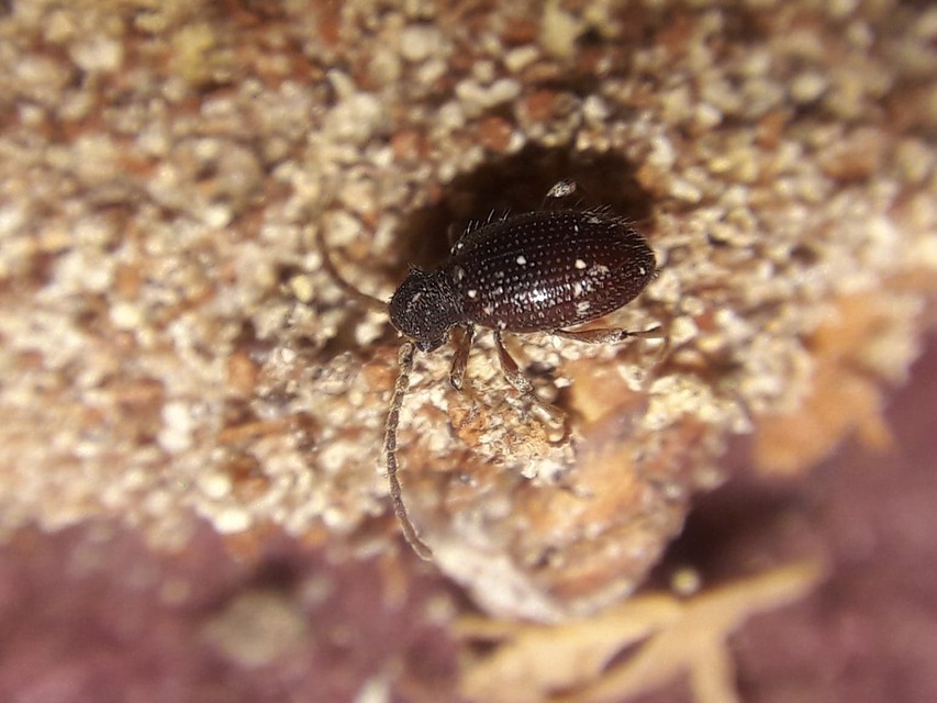 Ptinus calcaratus - krétaszőrű tolvajbogár