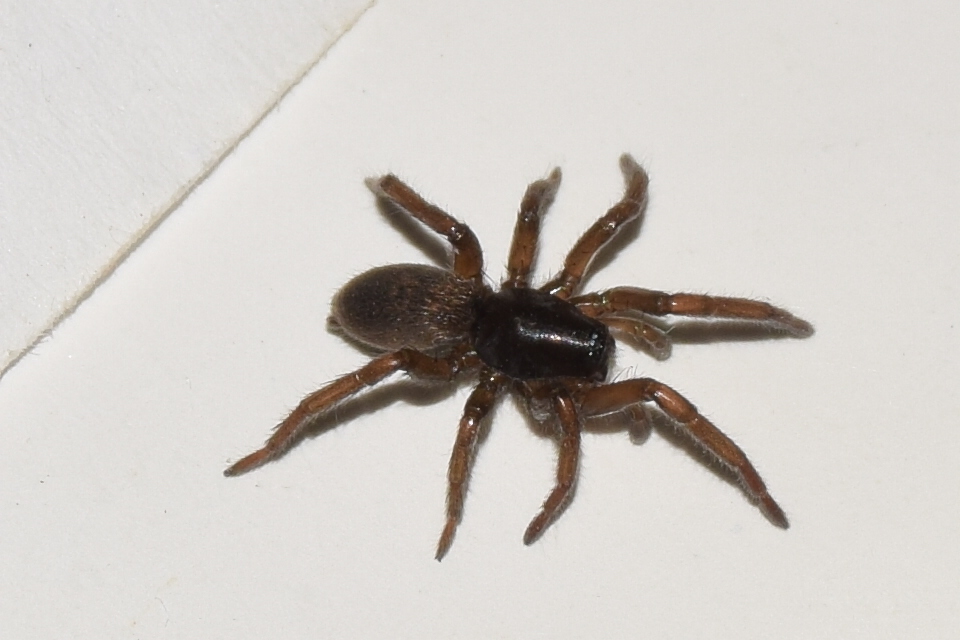 Haplodrassus bohemicus