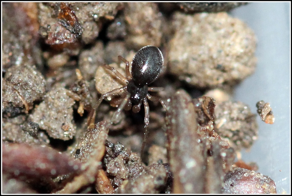 Linyphiidae - vitorláspókok