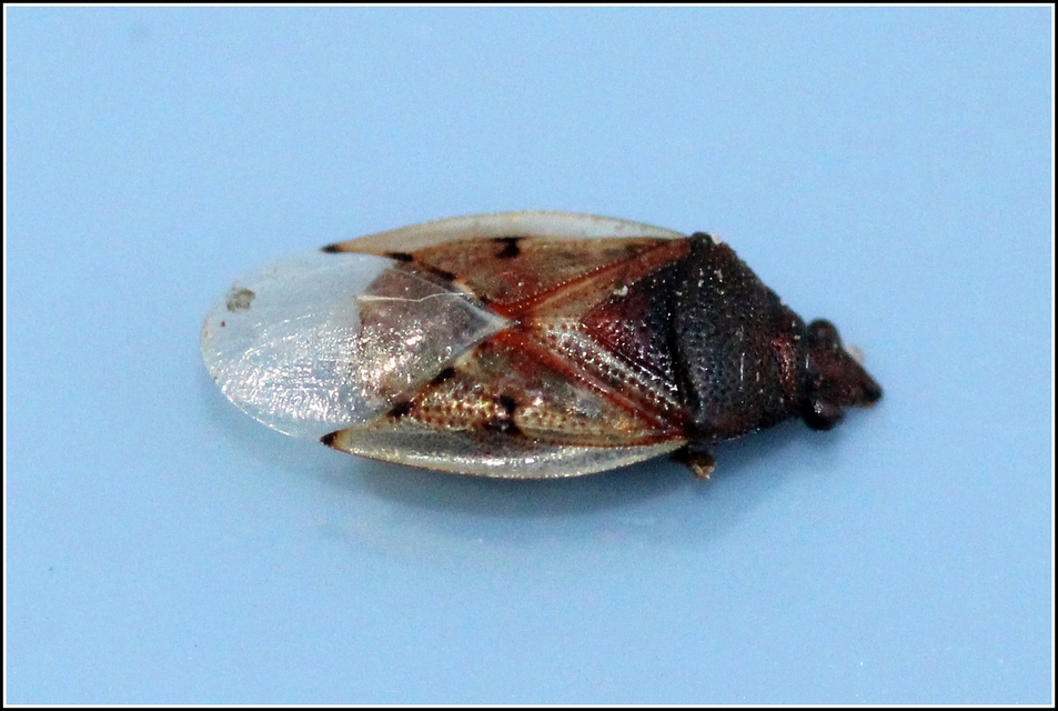 Kleidocerys resedae - nyírbodobács