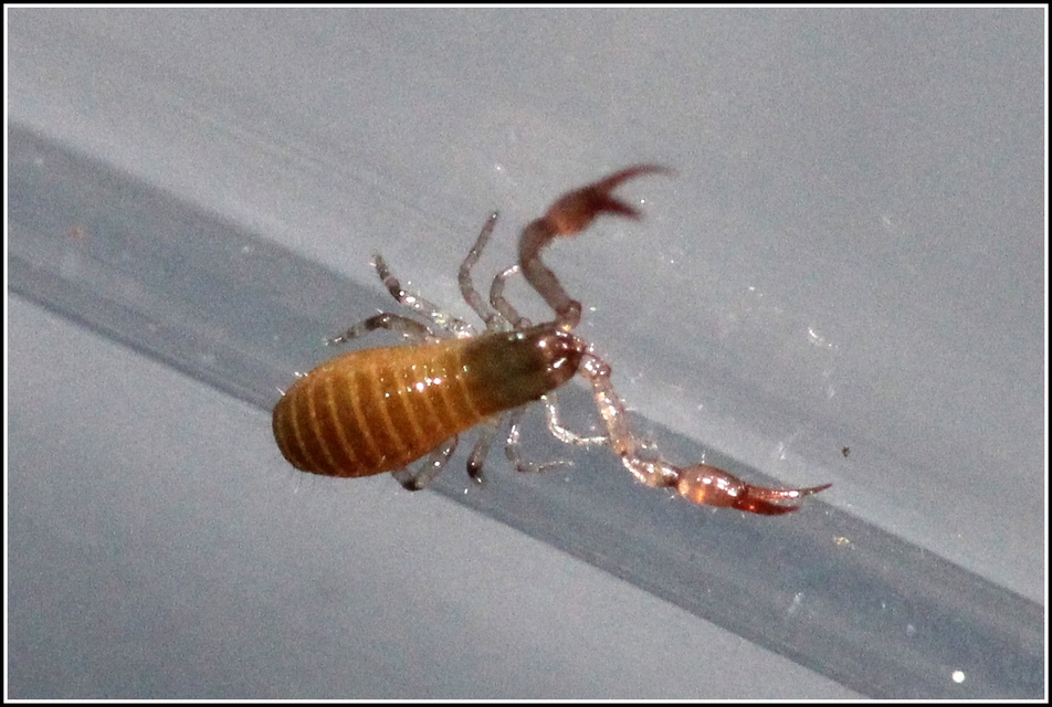 Pseudoscorpionida - Álskorpiók