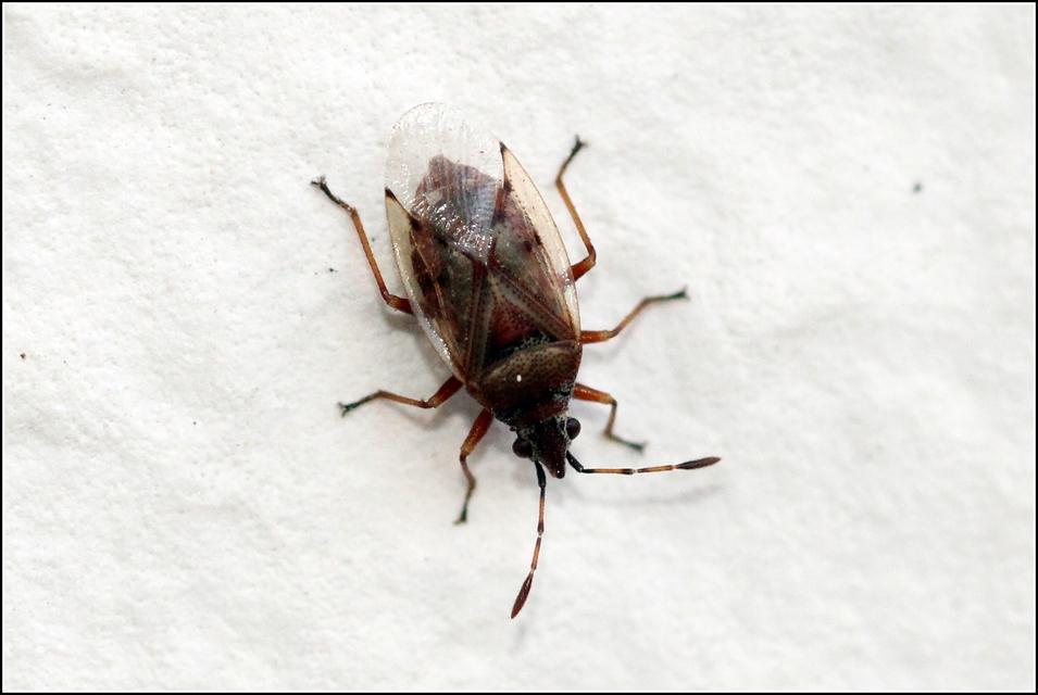 Kleidocerys resedae - nyírbodobács