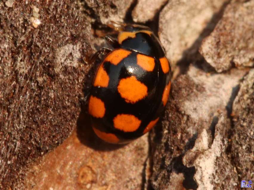 Coccinula quatuordecimpustulata - feketesárga katóka