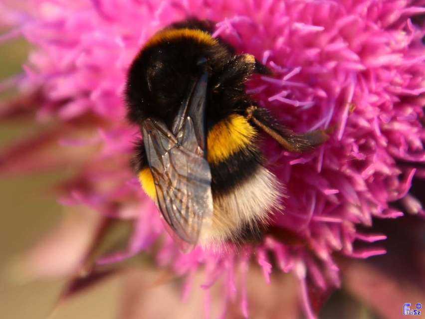 Bombus terrestris/lucorum