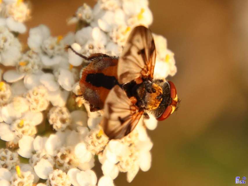 Ectophasia crassipennis - szélespotrohú poloskafürkész