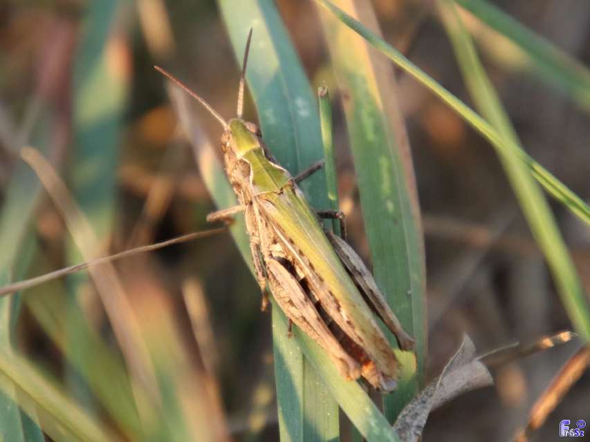 Chorthippus (Glyptobothrus) (subgenus)