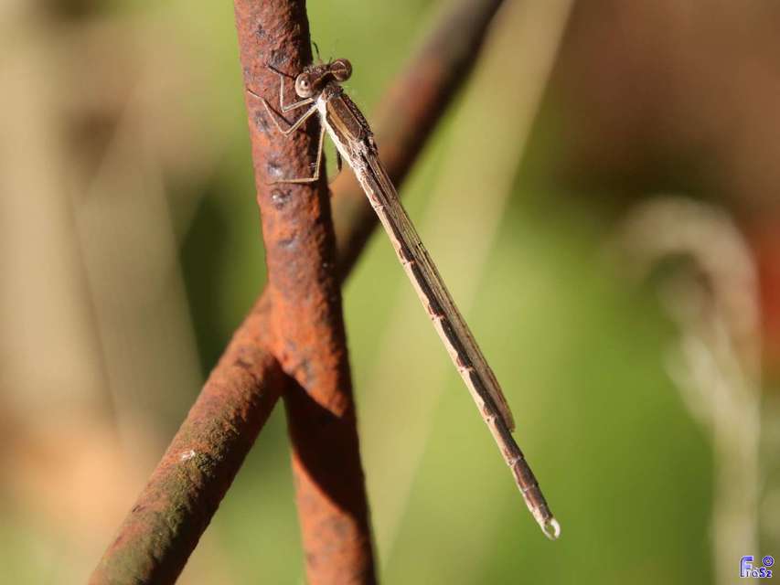 Sympecma fusca - téli rablószitakötő