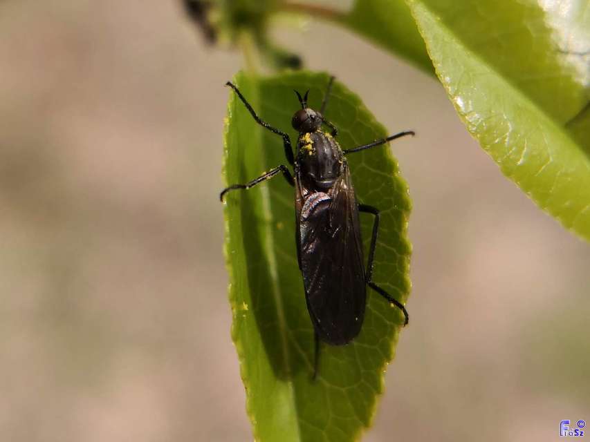 Empididae - táncoslegyek