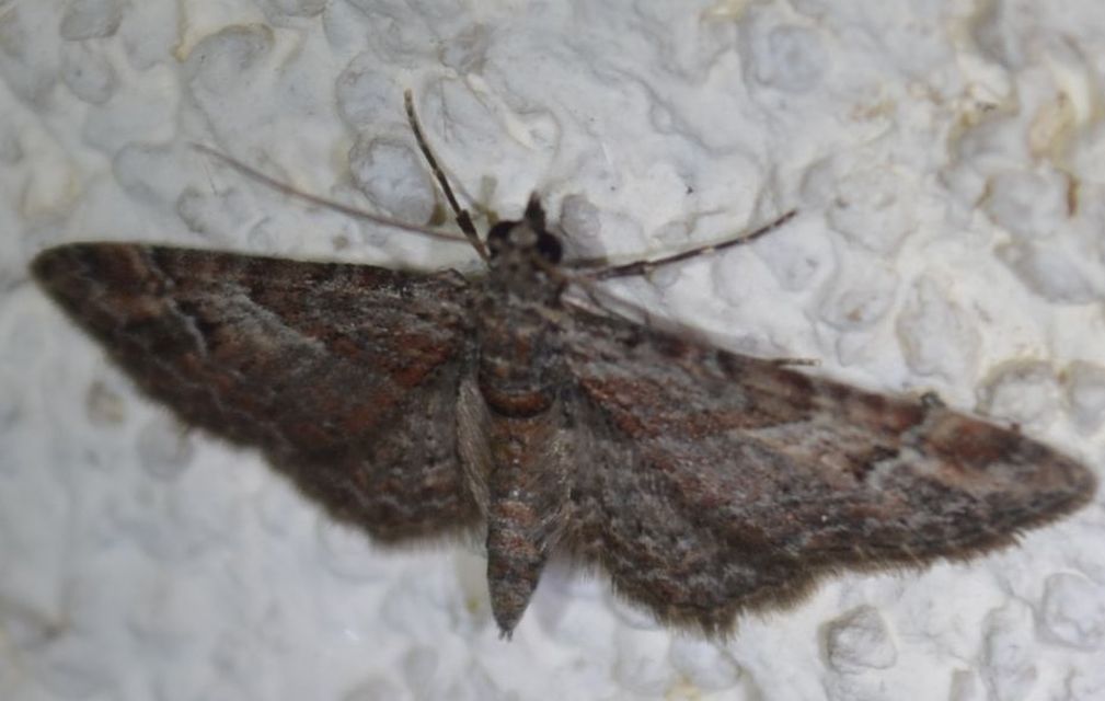 Gymnoscelis rufifasciata - vöröscsíkos törpearaszoló