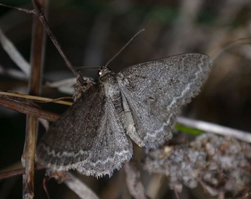 Ectropis crepuscularia - avararaszoló