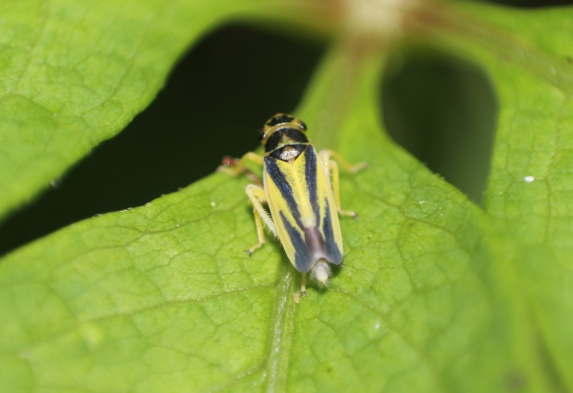 Evacanthus interruptus