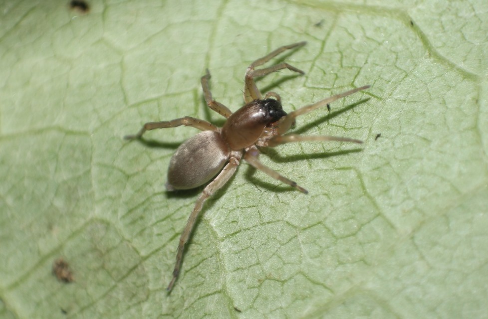 Clubiona