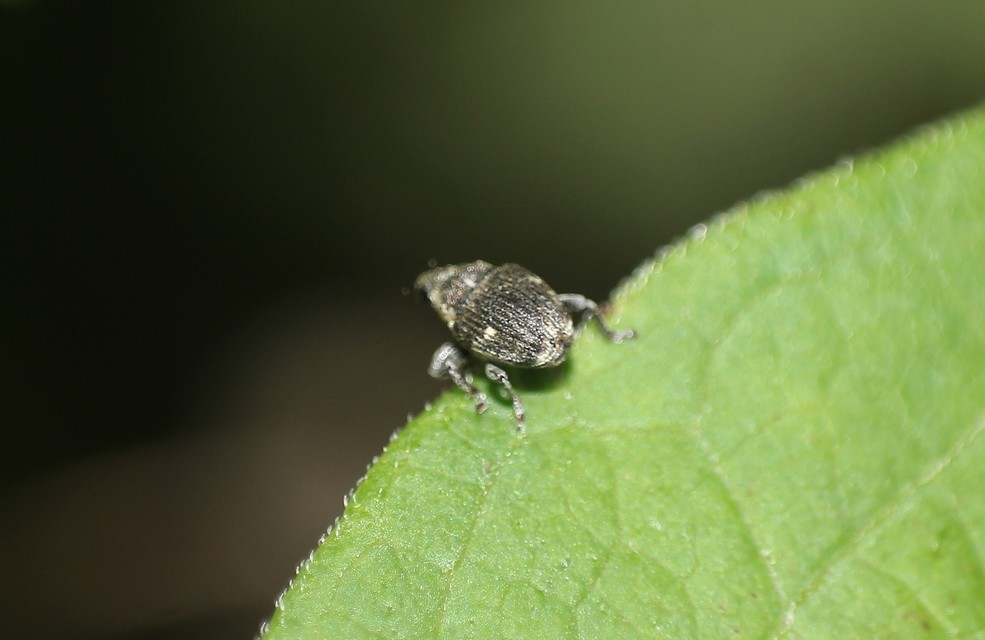 Nedyus quadrimaculatus - közönséges csalánormányos