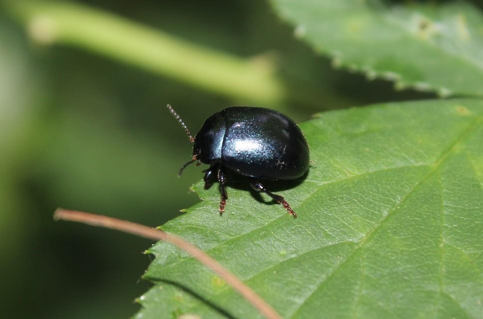 Chrysolina sturmi - vöröslábú levelész