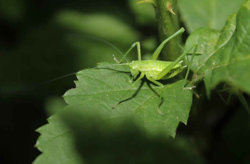 Leptophyes boscii - sárgászöld virágszöcske
