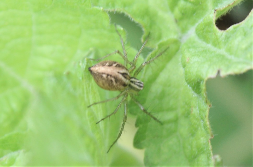 Oxyopes lineatus