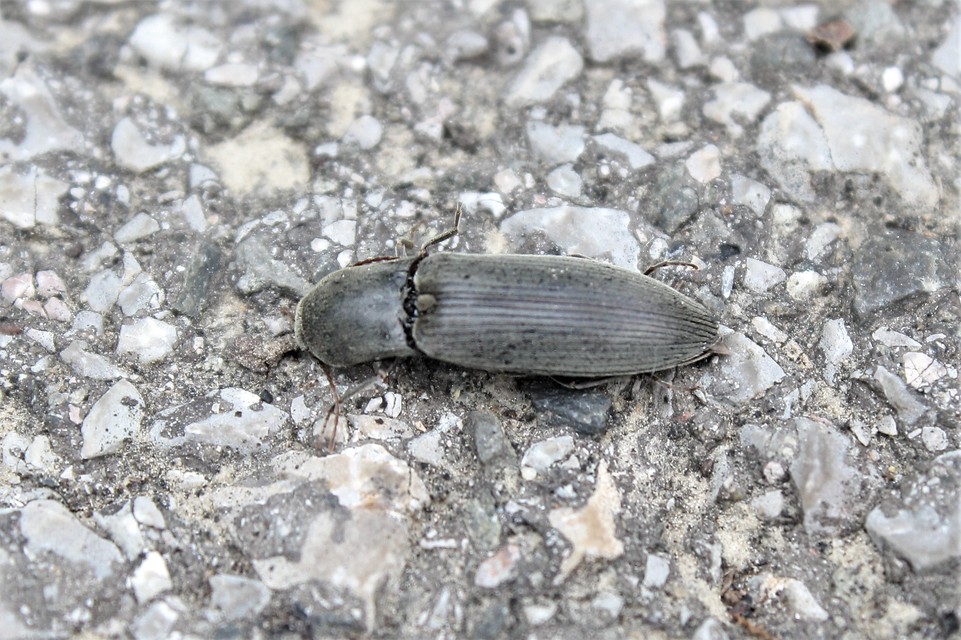 Agriotes pilosellus - erdei pattanó