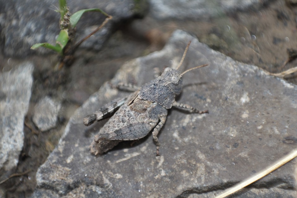 Oedipoda caerulescens - kékszárnyú sáska
