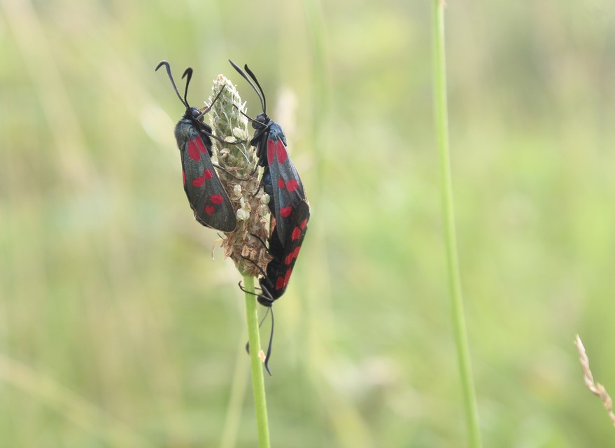 Zygaena filipendulae - acélszínű csüngőlepke
