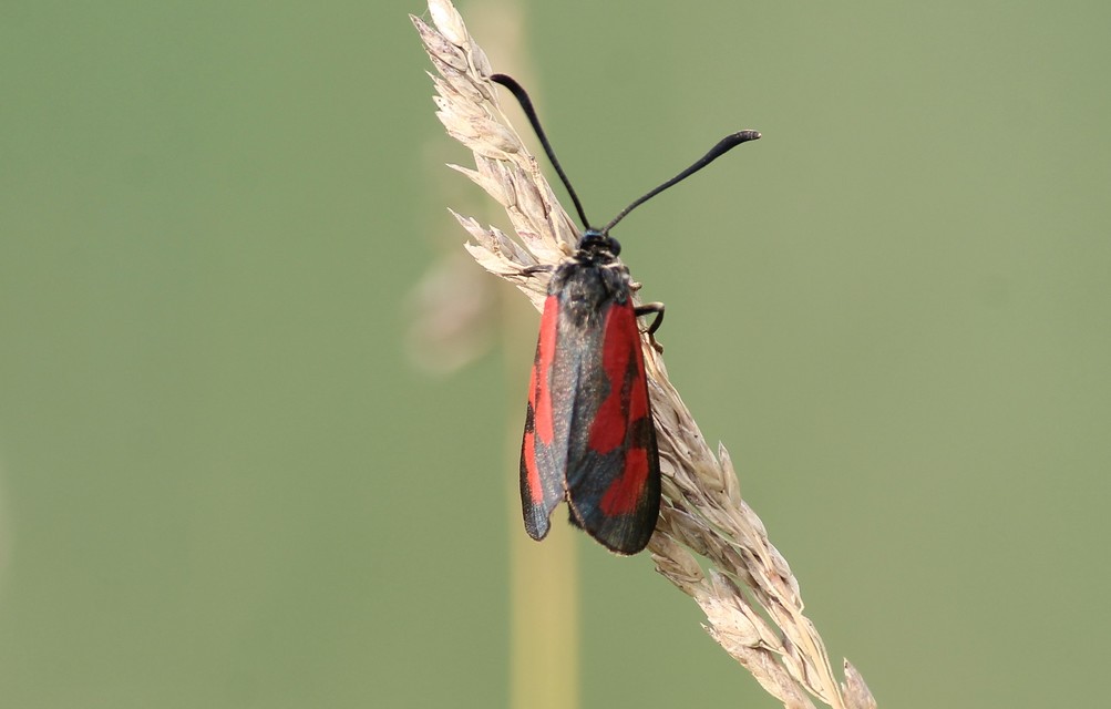 Zygaena loti - közönséges csüngőlepke