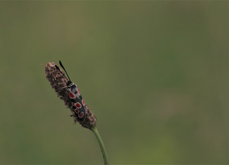 Zygaena carniolica - fehérgyűrűs csüngőlepke