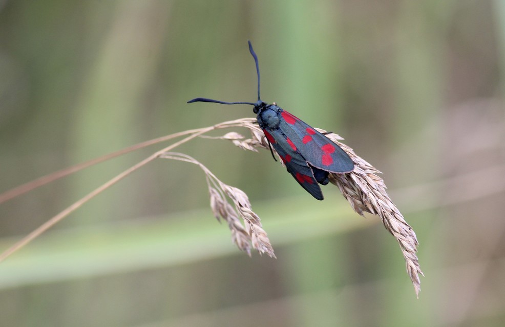 Zygaena filipendulae - acélszínű csüngőlepke
