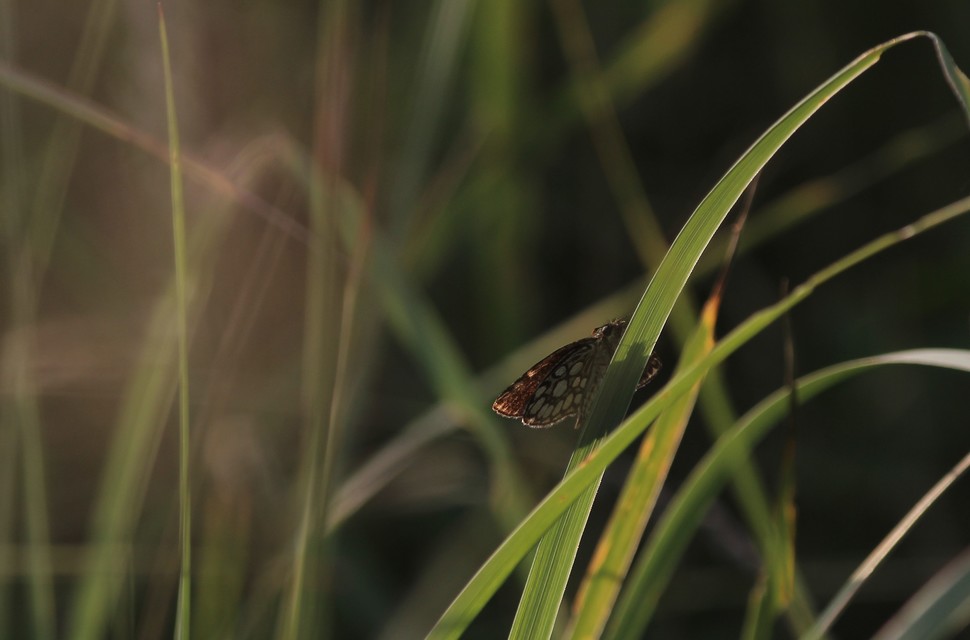Heteropterus morpheus - tükrös busalepke