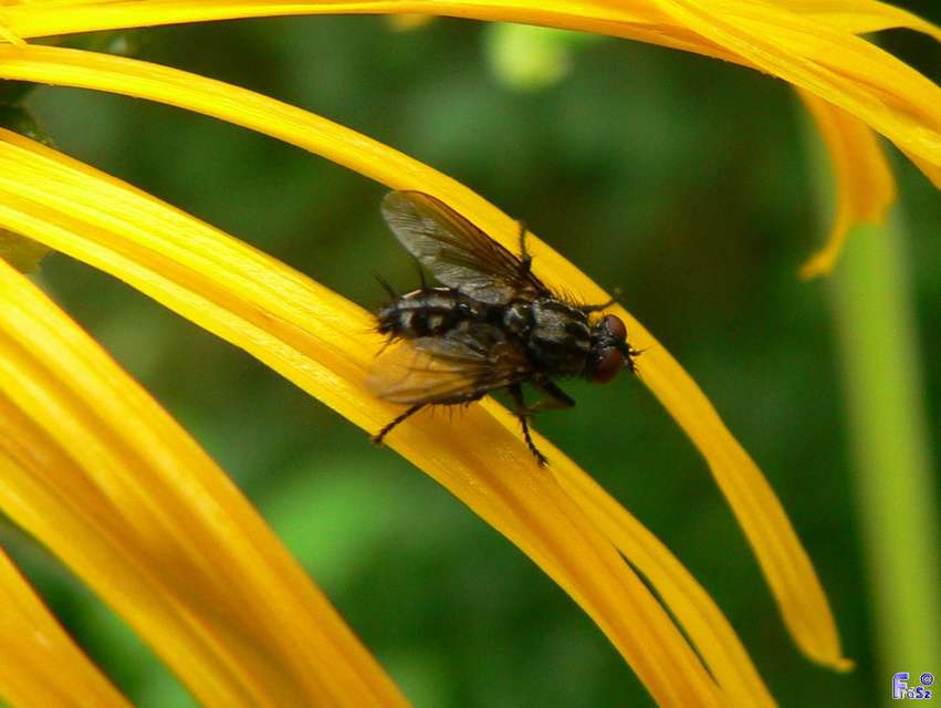 Sarcophagidae - húslégyfélék