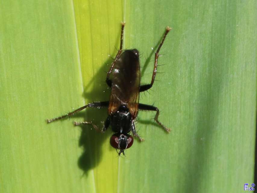 Scathophagidae